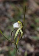 Caladenia hopperiana - Quindanning Spider Orchid