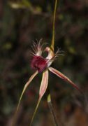 Caladenia huegelii - Grand Spider Orchid