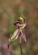 Caladenia incrassata - Puppet Orchid
