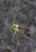 Caladenia integra - Smooth-lipped Spider Orchid