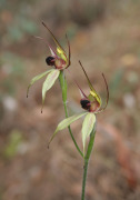 Caladenia macrostylis - Leaping Spider Orchid
