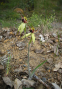 Caladenia macrostylis - Leaping Spider Orchid