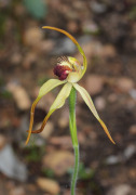Caladenia magniclavata - Big Clubbed Spider Orchid
