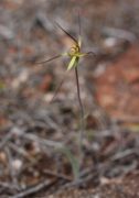 Caladenia caesarea subsp. maritima - Cape Spider Orchid