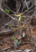 Caladenia caesarea subsp. maritima - Cape Spider Orchid