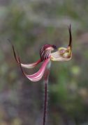 Caladenia multiclavia - Lazy Spider Orchid
