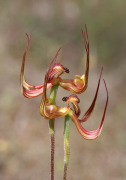 Caladenia multiclavia - Lazy Spider Orchid