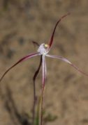 Caladenia occidentalis - Ruby Spider Orchid