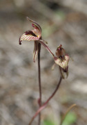 Caladenia pachychila - Dwarf Zebra Orchid