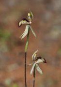 Caladenia pachychila - Dwarf Zebra Orchid