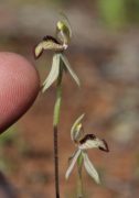 Caladenia pachychila - Dwarf Zebra Orchid
