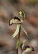 Caladenia pachychila - Dwarf Zebra Orchid