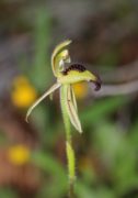 Caladenia pachychila - Dwarf Zebra Orchid