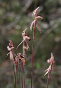 Caladenia pachychila - Dwarf Zebra Orchid