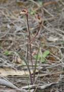 Caladenia pachychila - Dwarf Zebra Orchid