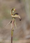 Caladenia pachychila - Dwarf Zebra Orchid