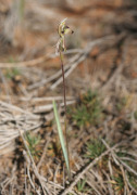 Caladenia pachychila - Dwarf Zebra Orchid