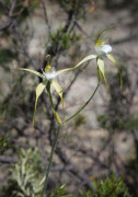 Caladenia paludosa - Swamp Spider Orchid