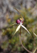 Caladenia paludosa - Swamp Spider Orchid