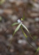 Caladenia uliginosa subsp. patulens - Frail Spider Orchid