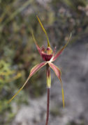 Caladenia pectinata - King Spider Orchid