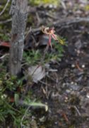 Caladenia plicata - Crab-lipped Spider Orchid