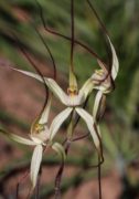 Caladenia pluvialis - Yuna Spider Orchid