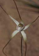 Caladenia pluvialis - Yuna Spider Orchid