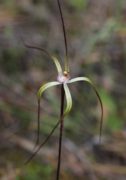Caladenia pulchra - Slender Spider Orchid