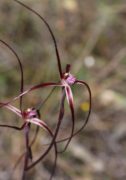 Caladenia pulchra - Slender Spider Orchid