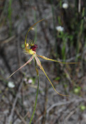 Caladenia radiata - Ray Spider Orchid