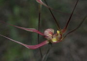 Caladenia x resupina - Bent Spider Orchid