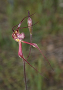 Caladenia x resupina - Bent Spider Orchid