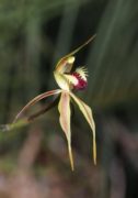 Caladenia rhomboidiformis - Diamond Spider Orchid