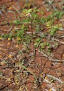 Caladenia roei - Ant Orchid