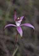 Caladenia hirta subsp. rosea - Pink Candy Orchid
