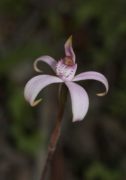 Caladenia hirta subsp. rosea - Pink Candy Orchid