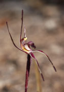 Caladenia sigmoidea - Sigmoid Spider Orchid