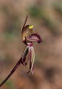 Caladenia voigtii - Mohawk Spider Orchid