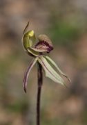 Caladenia voigtii - Mohawk Spider Orchid