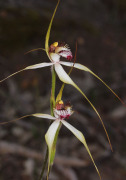 Caladenia x cala - Wheatbelt Spider Orchid