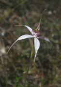 Caladenia x suffusa - Tinged Spider Orchid