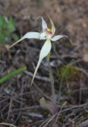 Caladenia x triangularis - Shy Spider Orchid