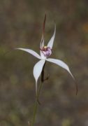 Caladenia x suffusa - Tinged Spider Orchid