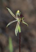 Caladenia barbarella - Small Dragon Orchid