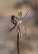 Caladenia barbarella - Small Dragon Orchid