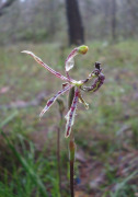 Caladenia barbarossa - Dragon Orchid