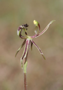 Caladenia barbarossa - Dragon Orchid