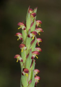Disa bracteata - South African Orchid