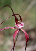 Caladenia chapmanii - Chapman's Spider Orchid